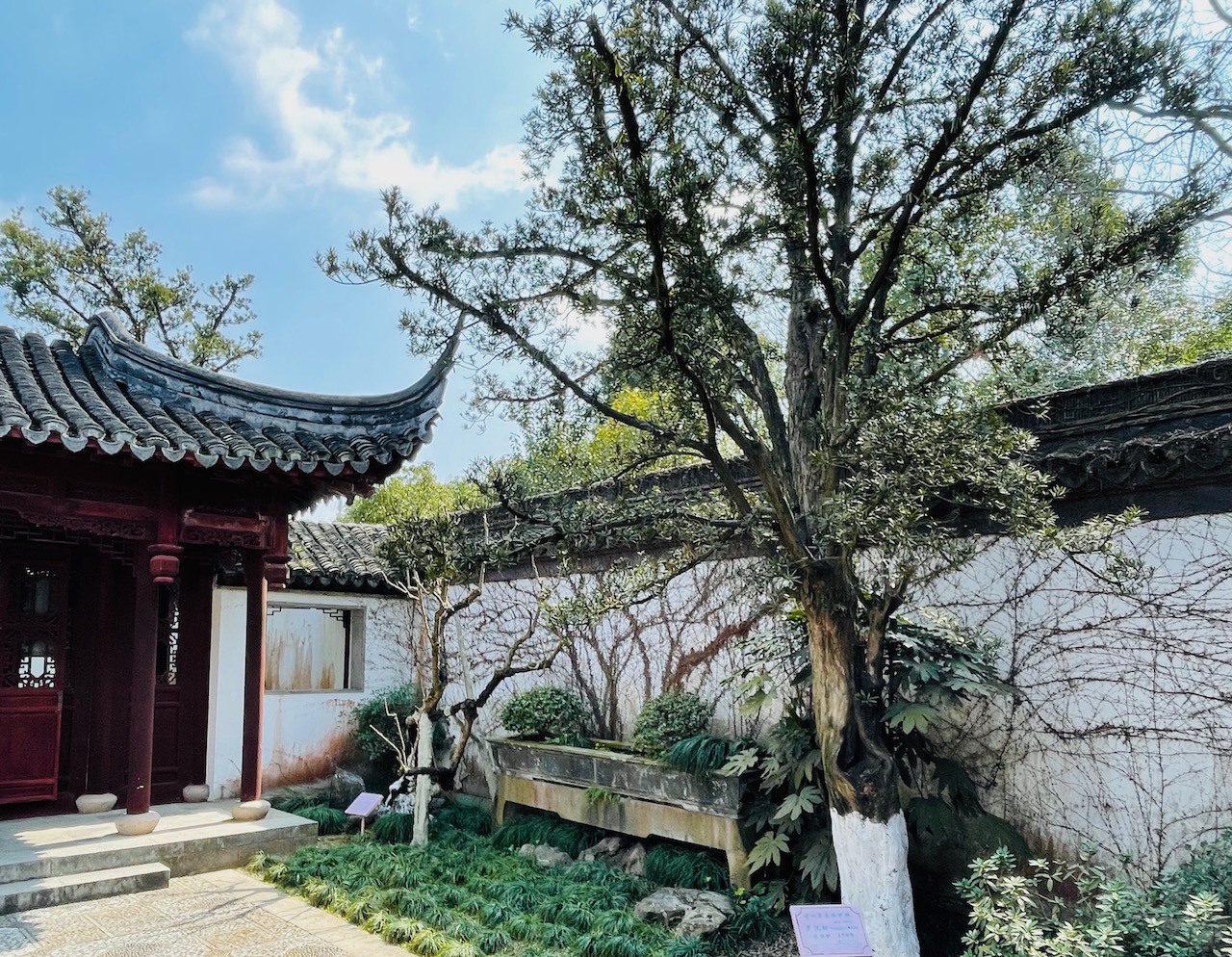 芭蕉（左）和羅漢松，樹齡150年（右）