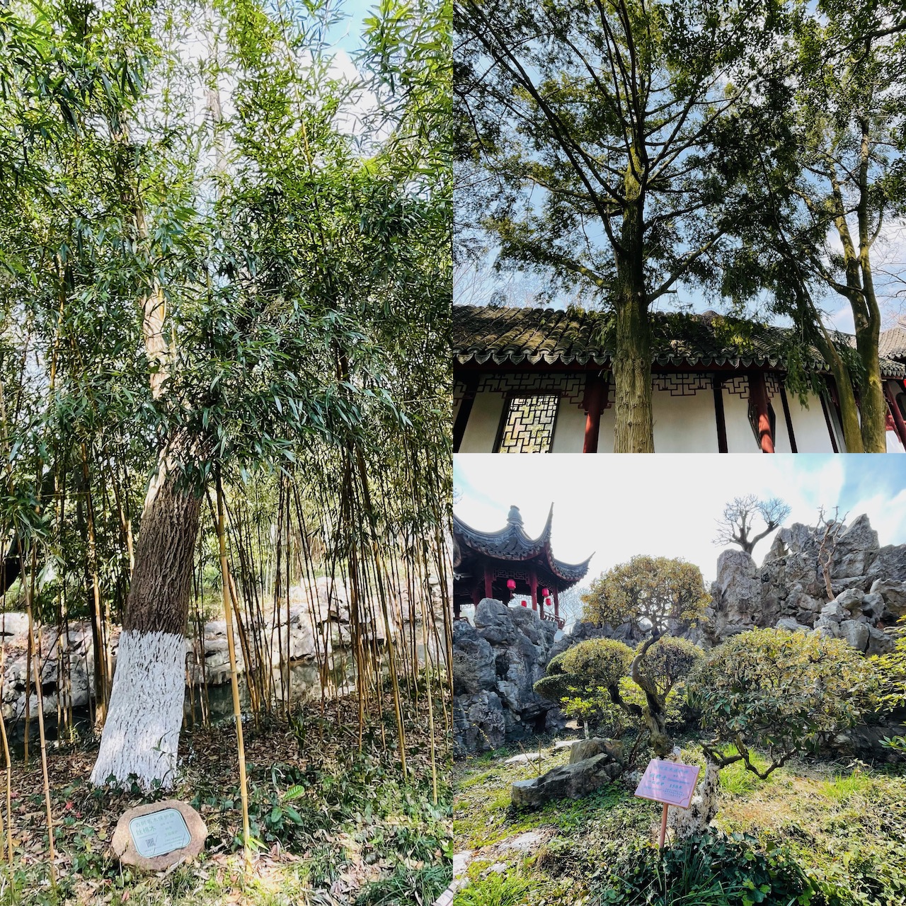 絲棉木（左）、香榧（右上）、胡頹子（右下）
